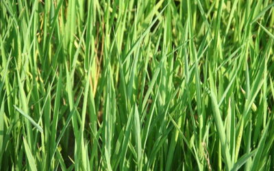 Nouvelle variété de riz pour la Paella
